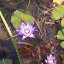 Water Lily