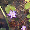 Water Lily