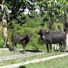 Domestic Asian water buffalo