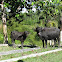 Domestic Asian water buffalo