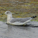Ring-billed Gull