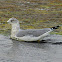 Ring-billed Gull