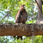 Black Kite
