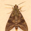 Nephele maculosa