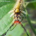 Tussock moth caterpillar