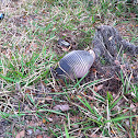 Nine banded armadillo