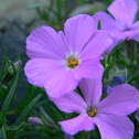 Phlox