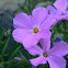 Phlox