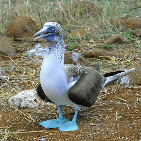 Spotting Image 1