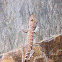 speckled tree gecko
