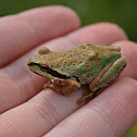 Pacific Tree Frog
