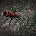 Red Velvet Ant (Cow Killer) 