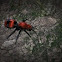 Red Velvet Ant (Cow Killer) 