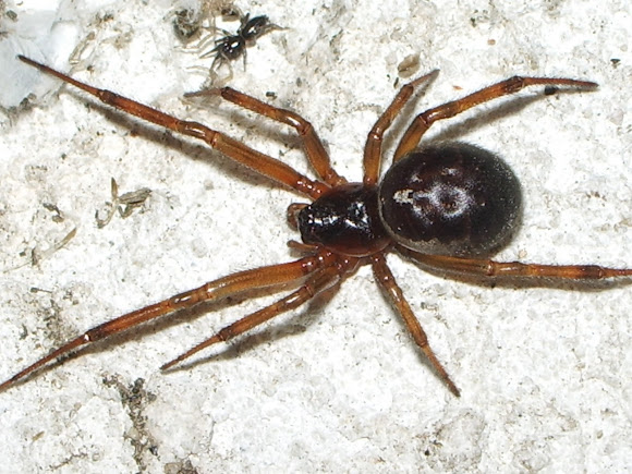 Spotting Image 1