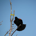 Red-winged Blackbird
