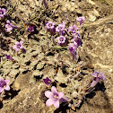 Campanula blossoms