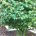 Japanese maple