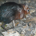 black and rufous elephant-shrew