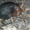 black and rufous elephant-shrew