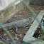 Crocodile