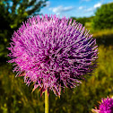 Musk Thistle
