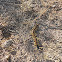 common desert centipede
