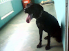 Ofresco Para La Monta Bello Braco De Waimer