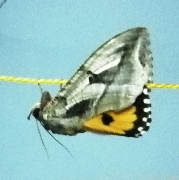 Fruit Sucking Moth Male Project Noah