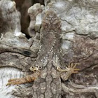 Frilled Neck Lizard 