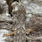 Frilled Neck Lizard 