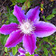 Clematis