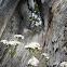 Alpine Yarrow