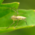 Orange Striped Lynx Spider