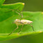 Orange Striped Lynx Spider
