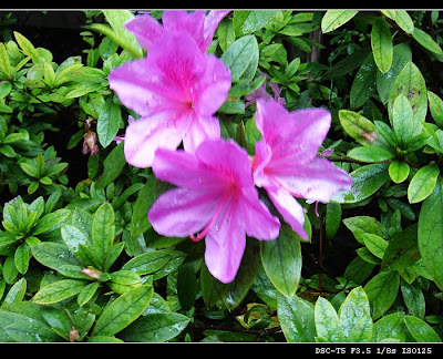 Image 23: http://farm1.static.flickr.com/156/369840328_348079512b.jpg?v=0