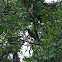 Rufescent Tiger Heron
