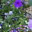 Lobelia