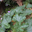 Courgette