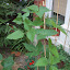 Runner beans
