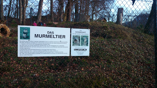 Murmeltier Infopoint