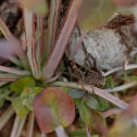 Locust