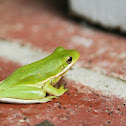 Green Tree Frog