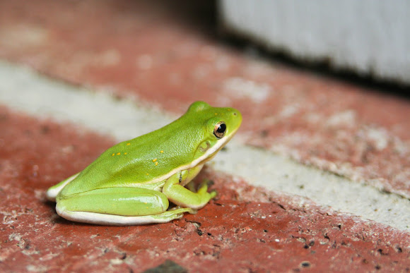 Spotting Image 1