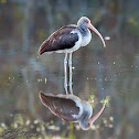 American white Ibis