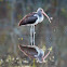 American white Ibis
