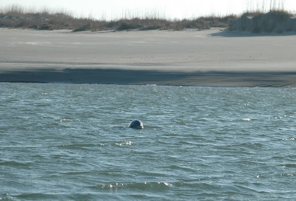 Spotting Image 1