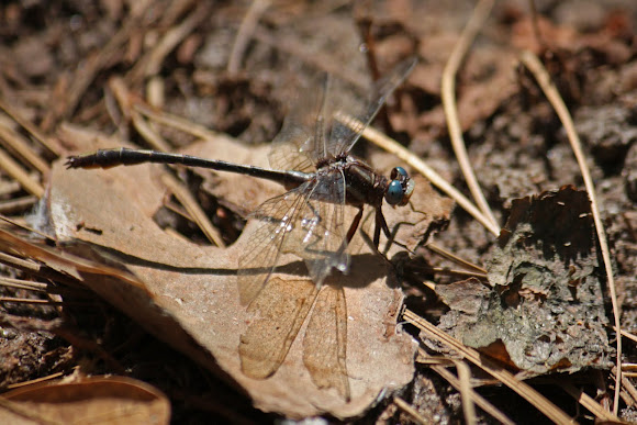 Spotting Image 1