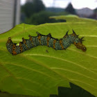 Eight-spotted forester (larva)