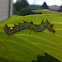 Eight-spotted forester (larva)
