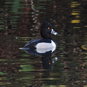 Ring-necked duck (male)